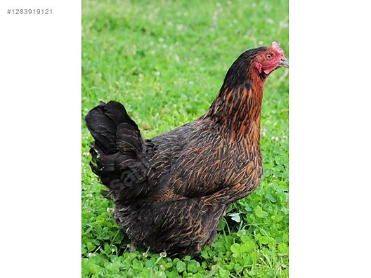Pets & Livestock / Poultry & Fowl / Chickens