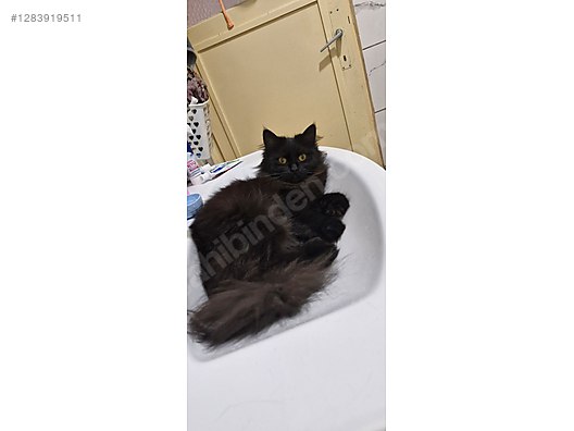 Pets & Livestock / Pets / Cats / Other Breeds