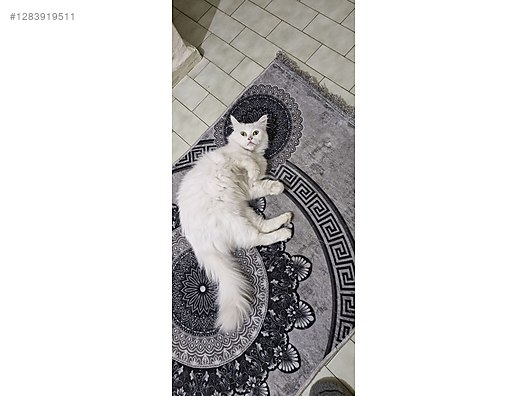 Pets & Livestock / Pets / Cats / Other Breeds