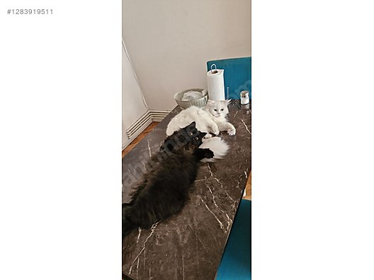 Pets & Livestock / Pets / Cats / Other Breeds