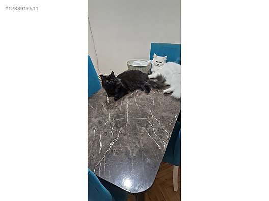 Pets & Livestock / Pets / Cats / Other Breeds