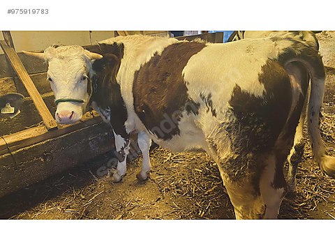 satilik 3 adet gebe duveler turkiye nin ucretsiz ilan sitesi sahibinden com da 975919783 satilik 3 adet gebe duveler turkiye nin ucretsiz ilan sitesi sahibinden com da 975919783