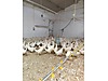 Pets & Livestock / Poultry & Fowl / Chickens