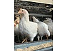 Pets & Livestock / Poultry & Fowl / Chickens