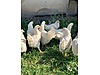 Pets & Livestock / Poultry & Fowl / Chickens