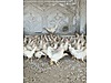 Pets & Livestock / Poultry & Fowl / Chickens
