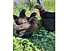 Pets & Livestock / Poultry & Fowl / Chickens
