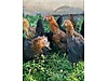 Pets & Livestock / Poultry & Fowl / Chickens