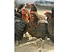 Pets & Livestock / Poultry & Fowl / Chickens