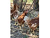 Pets & Livestock / Poultry & Fowl / Chickens