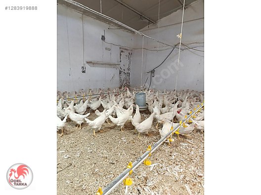 Pets & Livestock / Poultry & Fowl / Chickens