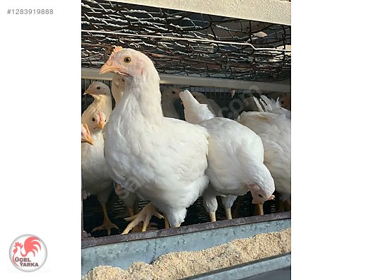 Pets & Livestock / Poultry & Fowl / Chickens
