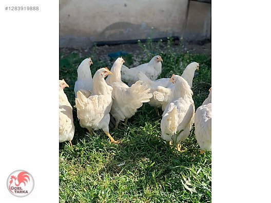Pets & Livestock / Poultry & Fowl / Chickens