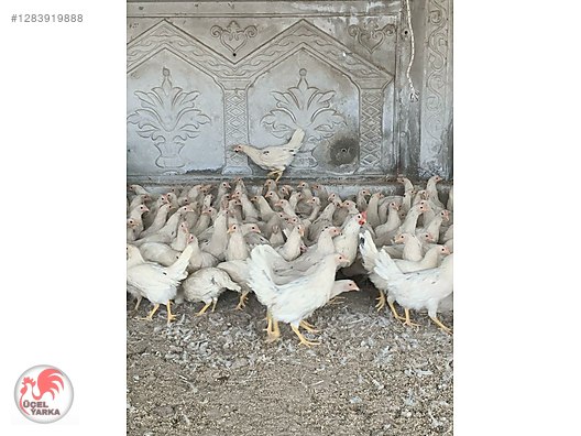Pets & Livestock / Poultry & Fowl / Chickens