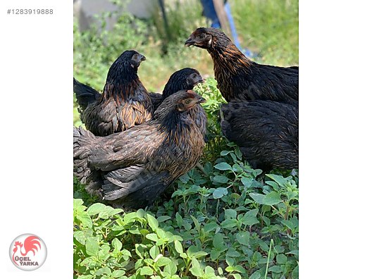 Pets & Livestock / Poultry & Fowl / Chickens