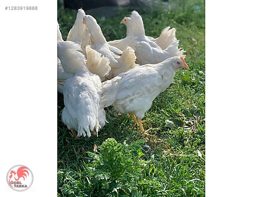 Pets & Livestock / Poultry & Fowl / Chickens