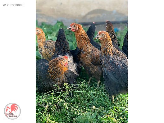 Pets & Livestock / Poultry & Fowl / Chickens