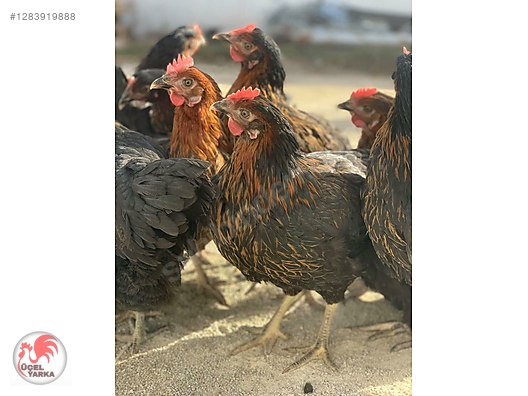 Pets & Livestock / Poultry & Fowl / Chickens
