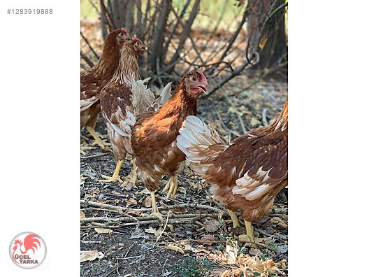 Pets & Livestock / Poultry & Fowl / Chickens