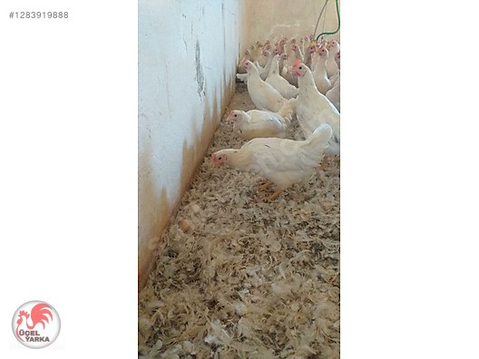 Pets & Livestock / Poultry & Fowl / Chickens