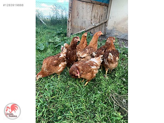 Pets & Livestock / Poultry & Fowl / Chickens