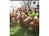 Pets & Livestock / Poultry & Fowl / Chickens