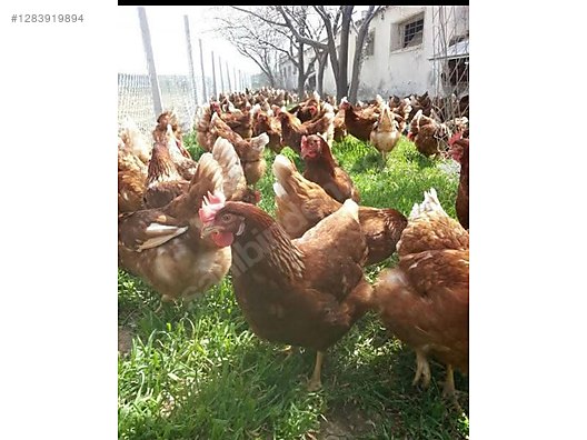 Pets & Livestock / Poultry & Fowl / Chickens