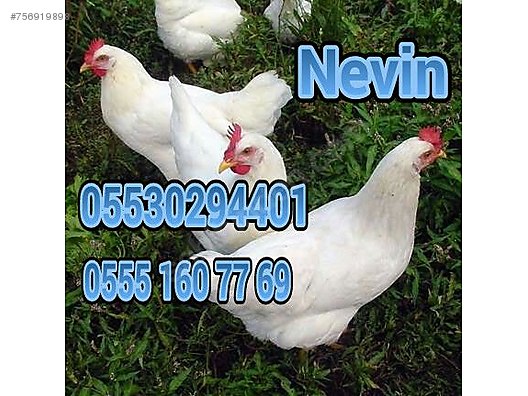 Tavuk 25 Haftalik Yumurtlayan Ataks Lohman Tinted Ligorin Adrese Sahibinden Comda 756919898