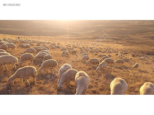 sivas kangal koyunu fiyati