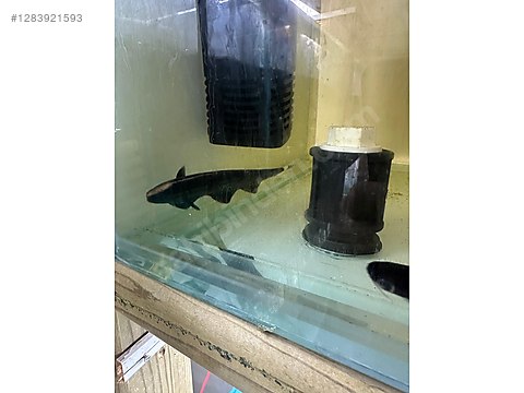 Pets & Livestock / Aquarium Fish / Invertebrates / Other Invertebrates