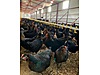 Pets & Livestock / Poultry & Fowl / Chickens