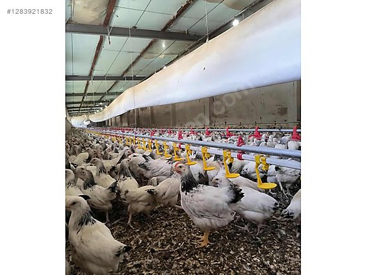 Pets & Livestock / Poultry & Fowl / Chickens