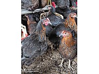 Kemer Satilik Tavuk Cinsleri Ve Fiyatlari Sahibinden Com Da Kemer Satilik Tavuk Cinsleri Ve Fiyatlari Sahibinden Com Da