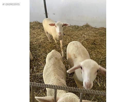 Hayvanlar Alemi / Küçükbaş Hayvanlar / Kuzu