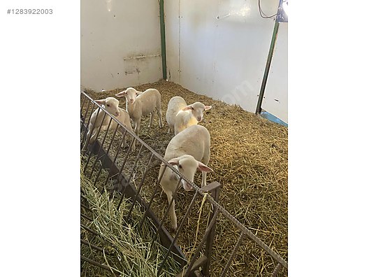 Hayvanlar Alemi / Küçükbaş Hayvanlar / Kuzu