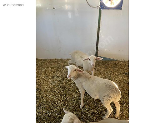 Hayvanlar Alemi / Küçükbaş Hayvanlar / Kuzu