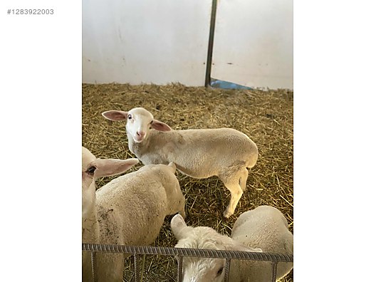 Hayvanlar Alemi / Küçükbaş Hayvanlar / Kuzu