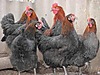 Pets & Livestock / Poultry & Fowl / Chickens