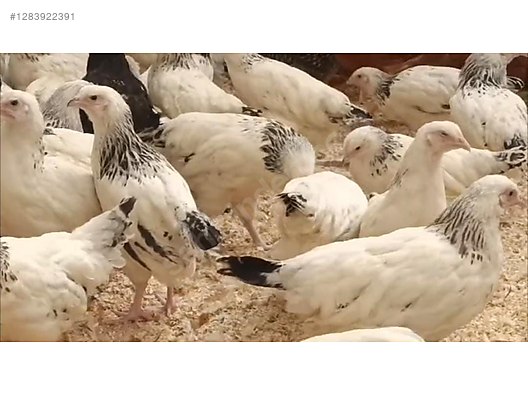 Hayvanlar Alemi / Kümes Hayvanları / Tavuk