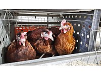 Sahibinden Satilik Tavuk Cinsleri Ve Fiyatlari Sahibinden Com Da Sahibinden Satilik Tavuk Cinsleri Ve Fiyatlari Sahibinden Com Da