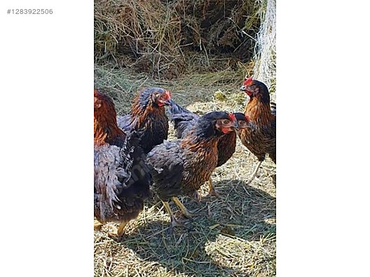 Hayvanlar Alemi / Kümes Hayvanları / Tavuk