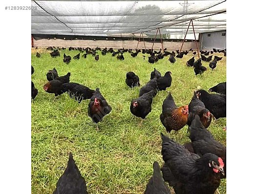 Pets & Livestock / Poultry & Fowl / Chickens