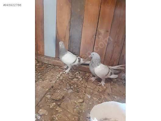 Sahibinden Taklacı Güvercin