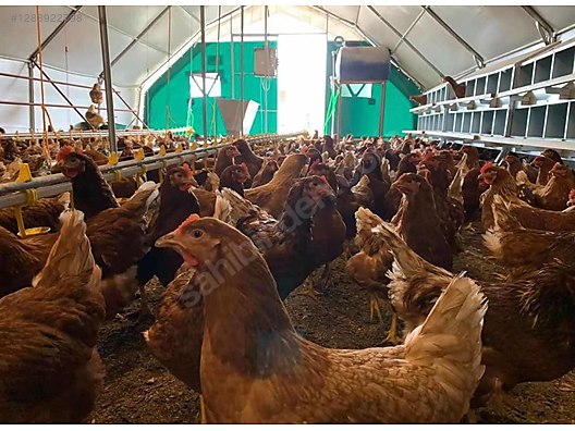 Pets & Livestock / Poultry & Fowl / Chickens
