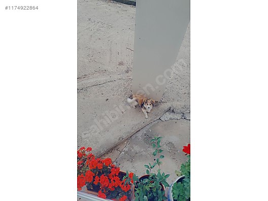 Köpek / Diğer Irklar / 5 aylık fino sahibinden.comda - 1174922864