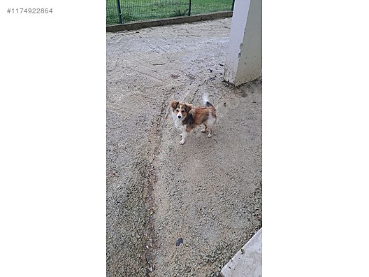 Köpek / Diğer Irklar / 5 aylık fino sahibinden.comda - 1174922864