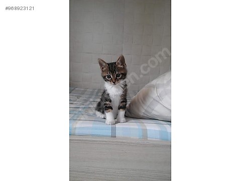 Kedi Diger Irklar Yavru Kedi Sahiplendirme Sahibinden Comda 968923121