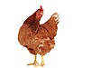 Pets & Livestock / Poultry & Fowl / Chickens