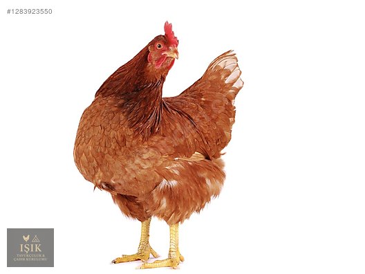 Pets & Livestock / Poultry & Fowl / Chickens