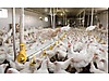 Pets & Livestock / Poultry & Fowl / Chickens